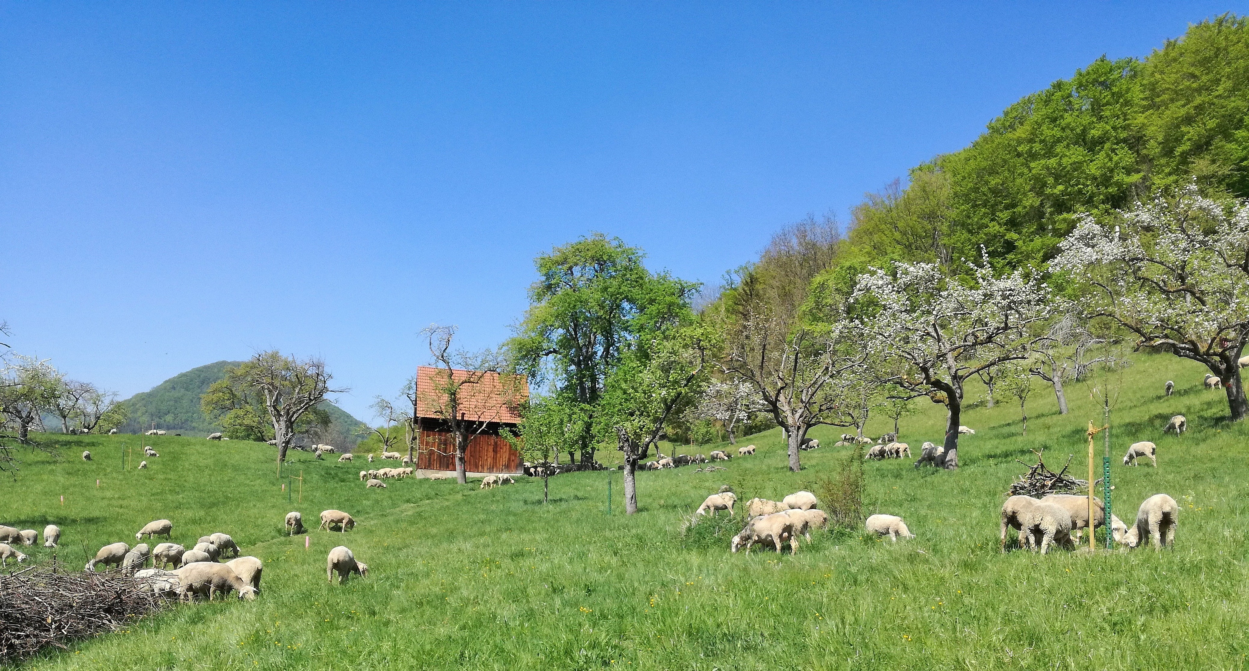 Schwäbische Obstarche - Werdegang, Philosophie und Ziele